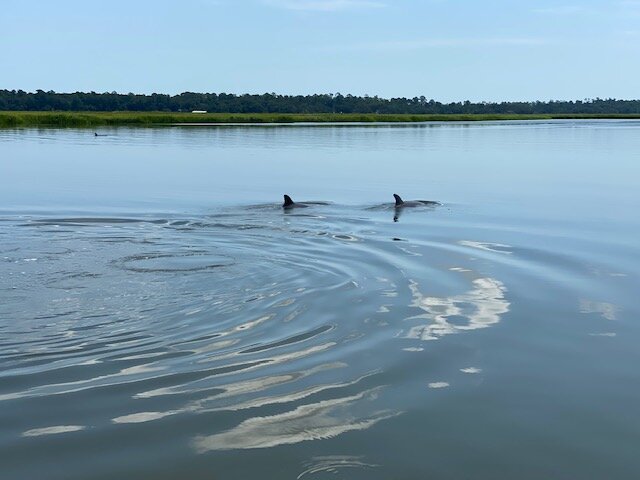 Fins popping up from water