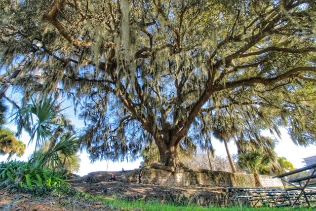 Wide angle view of tree